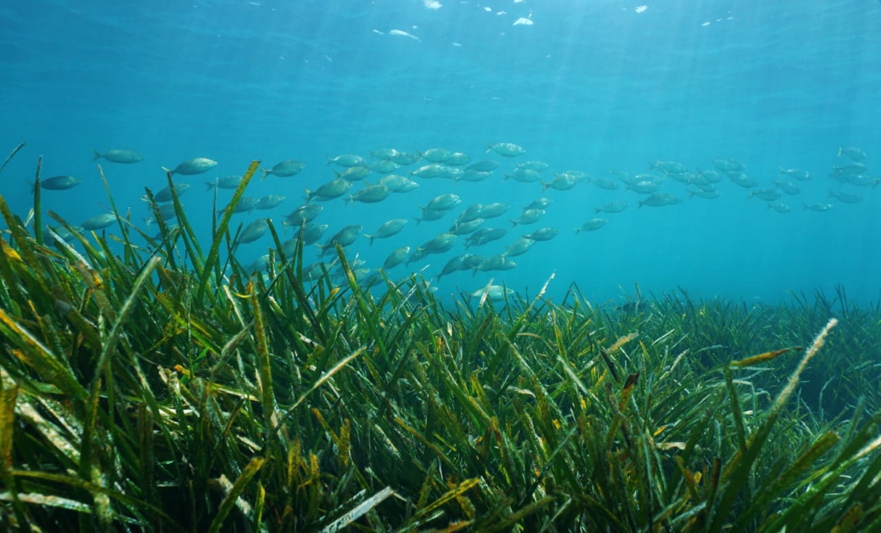 Posidonia oceanica seagrass with a school of fish underwater in the Mediterranean sea, Catalonia, Llafranc, Costa Brava, Spain