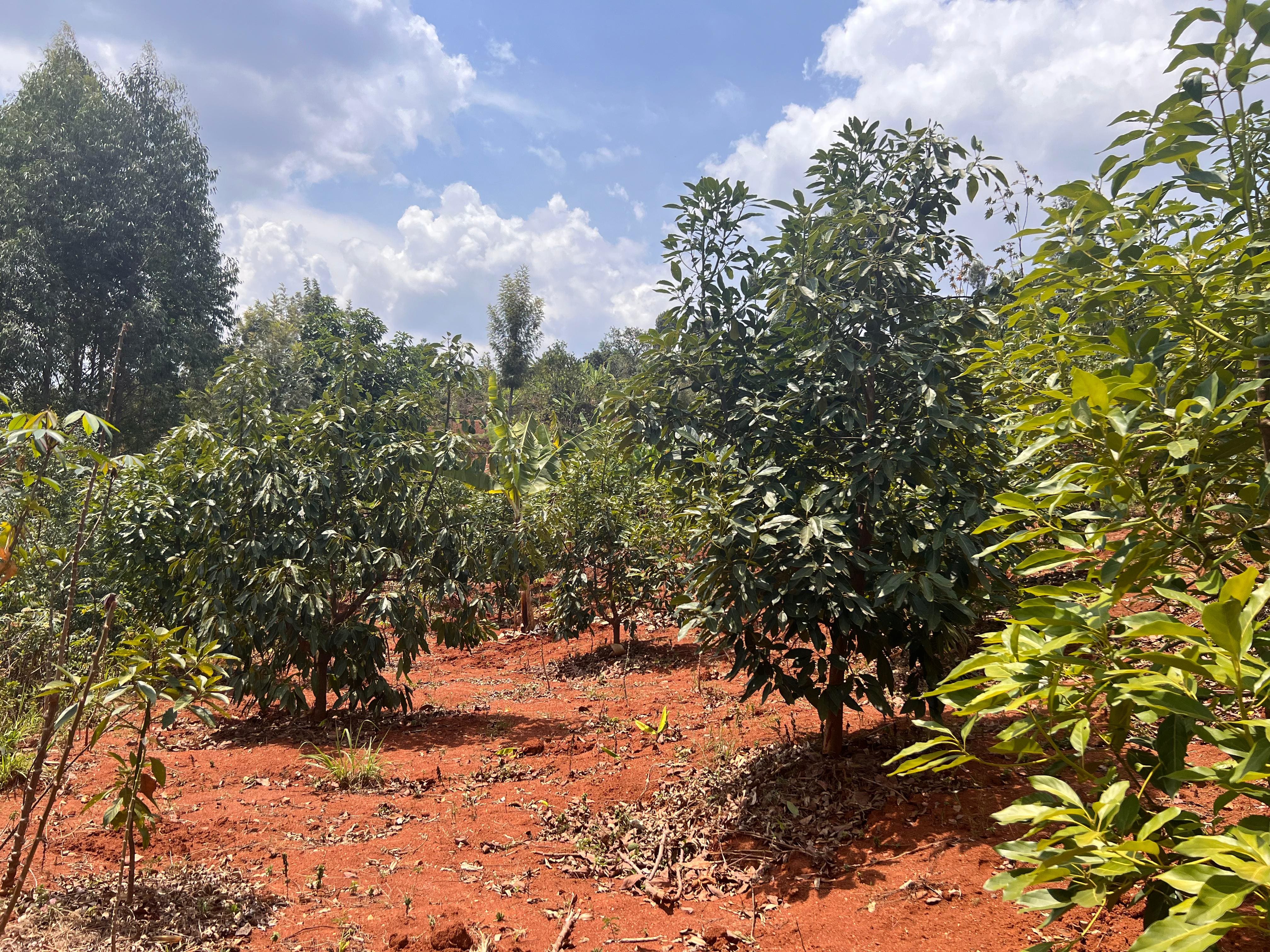 Trees and growing crops at Leonard’s regenerative landscape