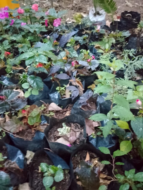 Flowering plants with pink blooms growing in nursery bags