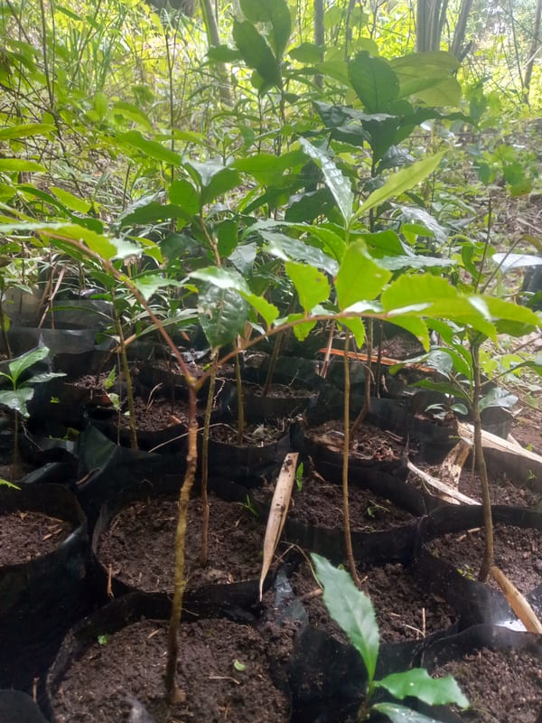 Leafy seedlings arranged in nursery bags beneath taller vegetation