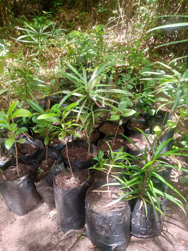 Young trees growing in black nursery bags at Burma Valley / Vumba