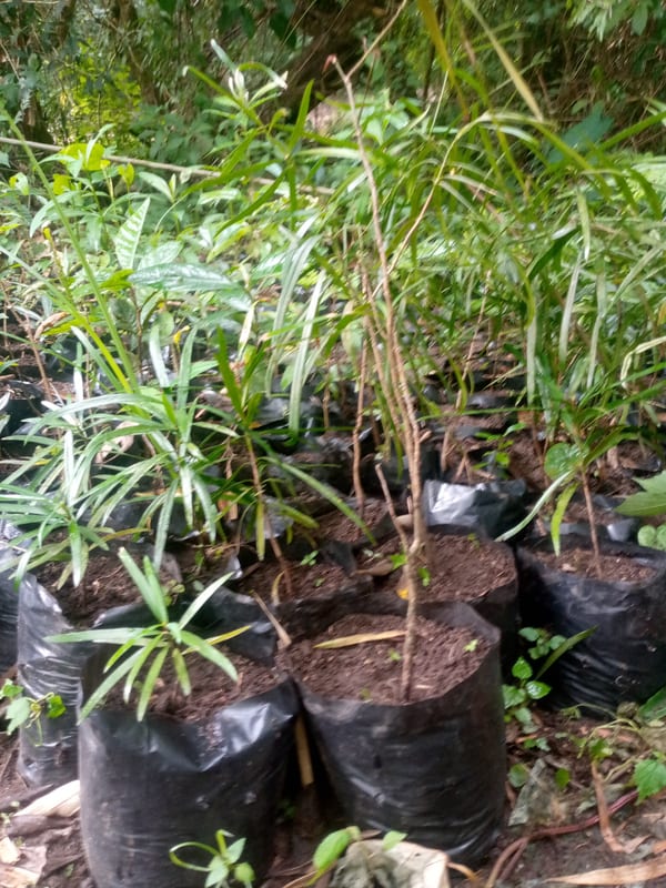 Slender saplings growing together in soil-filled nursery bags