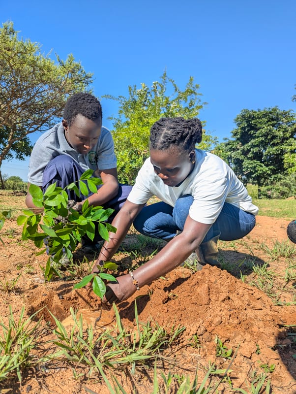 Two participants planting a young tree in the soil