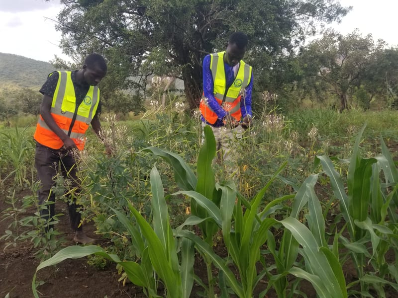 Two participants tending crops in a mixed garden