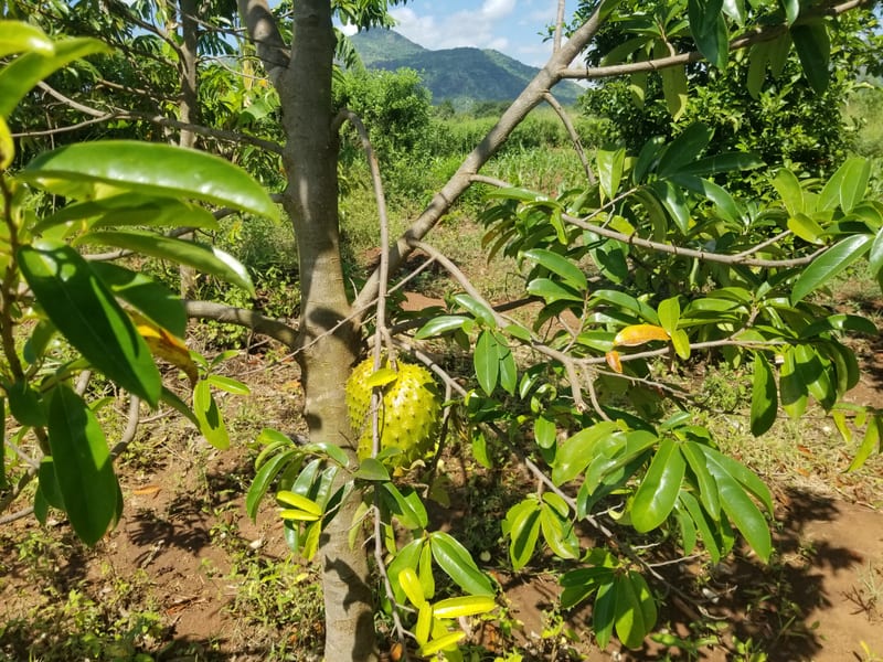 Fruit growing on a leafy tree in the project landscape