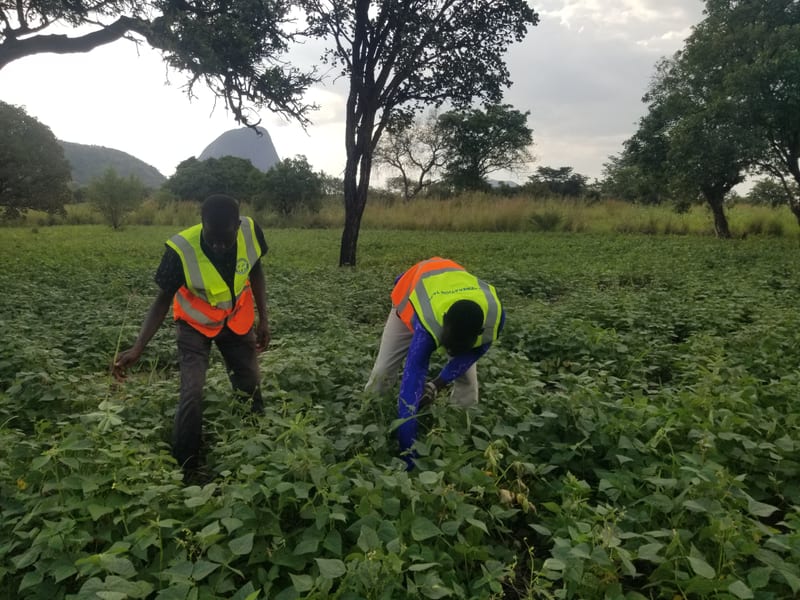 Participants working among dense leafy crops