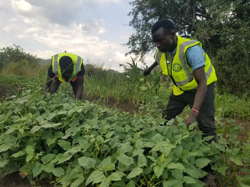 Team members tending leafy crops beneath trees