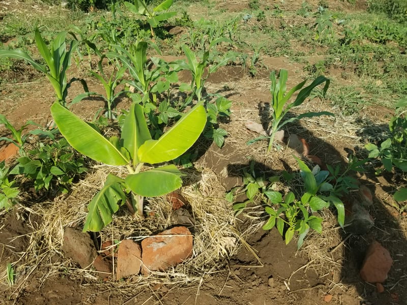 Mixed crops growing in mulched garden beds