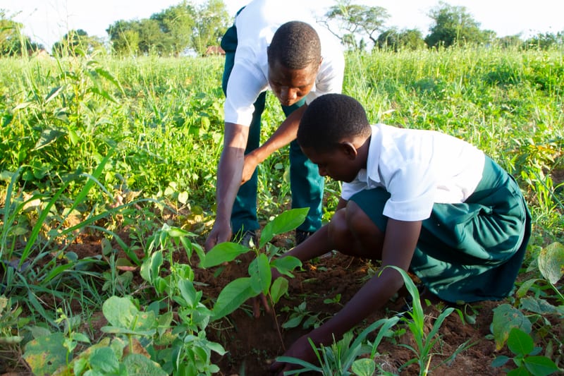 Two students planting a young tree together
